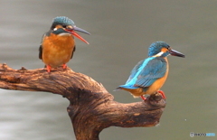 友達以上恋人未満⑰