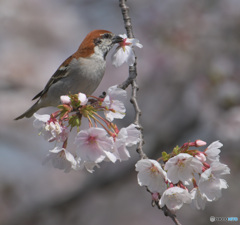 桜にニュウナイスズメ⑦