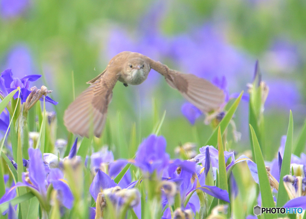 オクラレルカにオオヨシキリ⑧