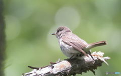 本日のコサメビタキ