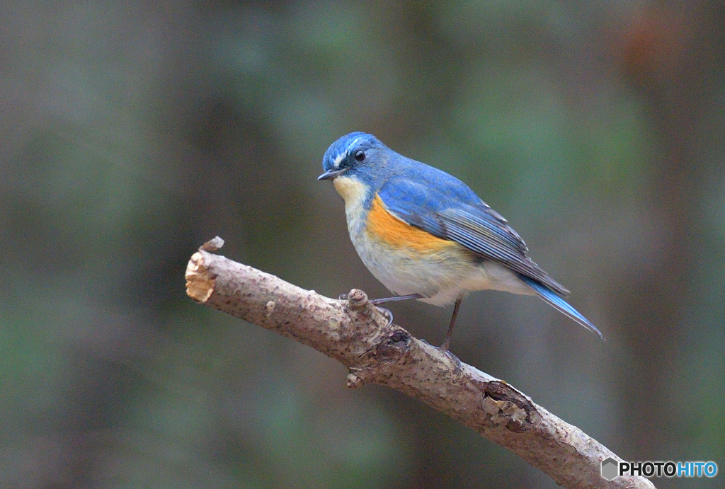 見返りルリビタキ君