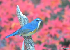 紅葉にルリビタキ②