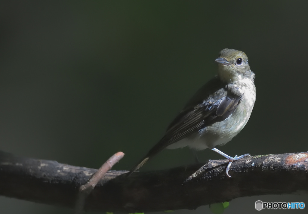 見返りキビタキさん