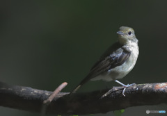 見返りキビタキさん