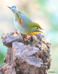 元気なソウシチョウ②