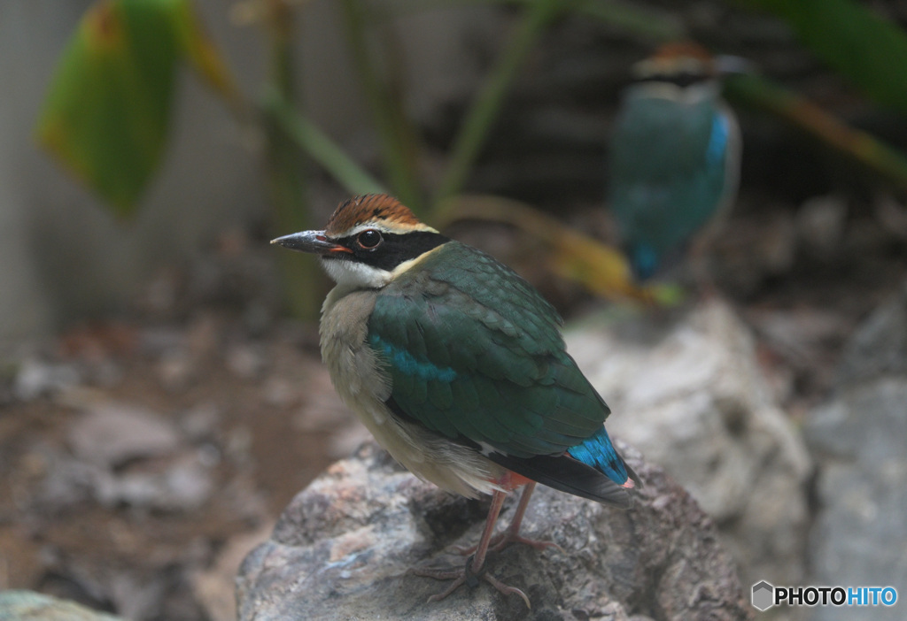 ヤイロチョウをダブルで③