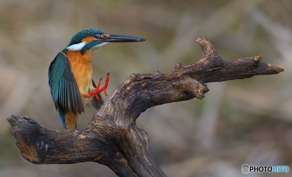 タッチ・ダウン！