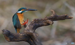 タッチ・ダウン！