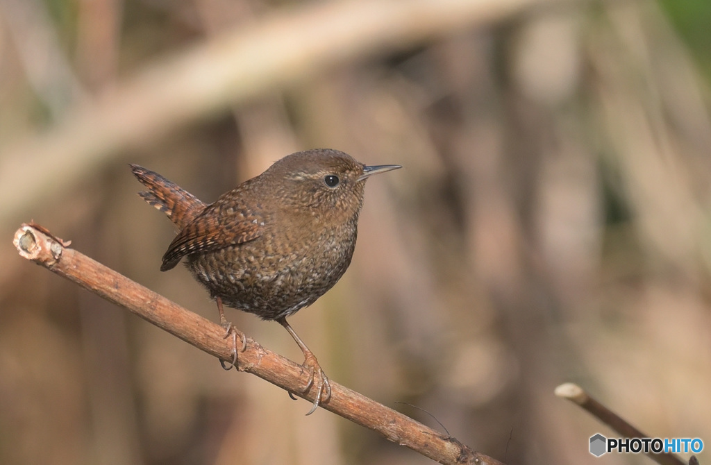 ミソサザイ2023②