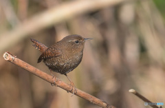 ミソサザイ2023②