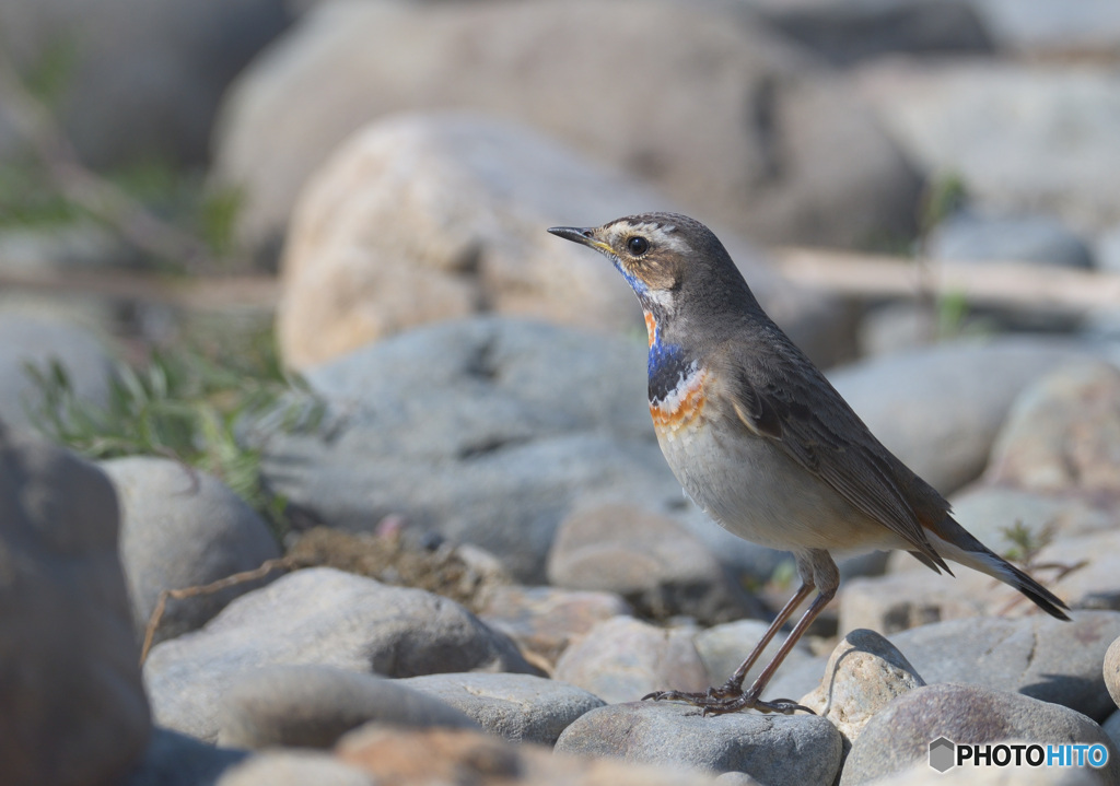 オガワコマドリ2021⑬