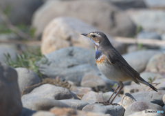 オガワコマドリ2021⑬