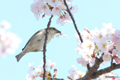 桜でフラメンコ
