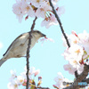桜でフラメンコ