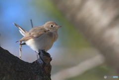今日も元気よく