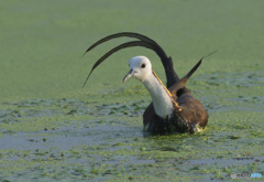 初めてのレンカク④