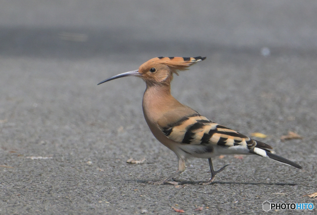 お散歩ヤツガシラ
