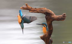 友達以上恋人未満Ⅴ