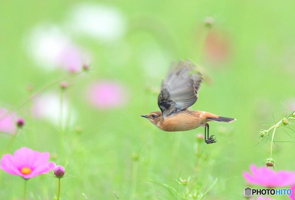 秋桜にノビタキ⑯