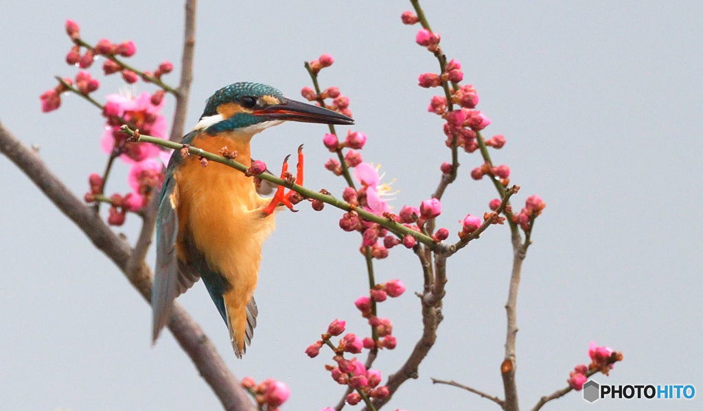 梅にカワセミ（在庫）