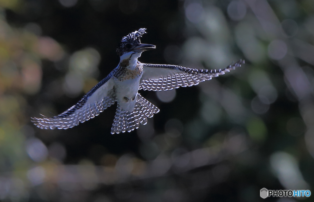 強風に煽られるヤマセミさん