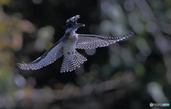 強風に煽られるヤマセミさん
