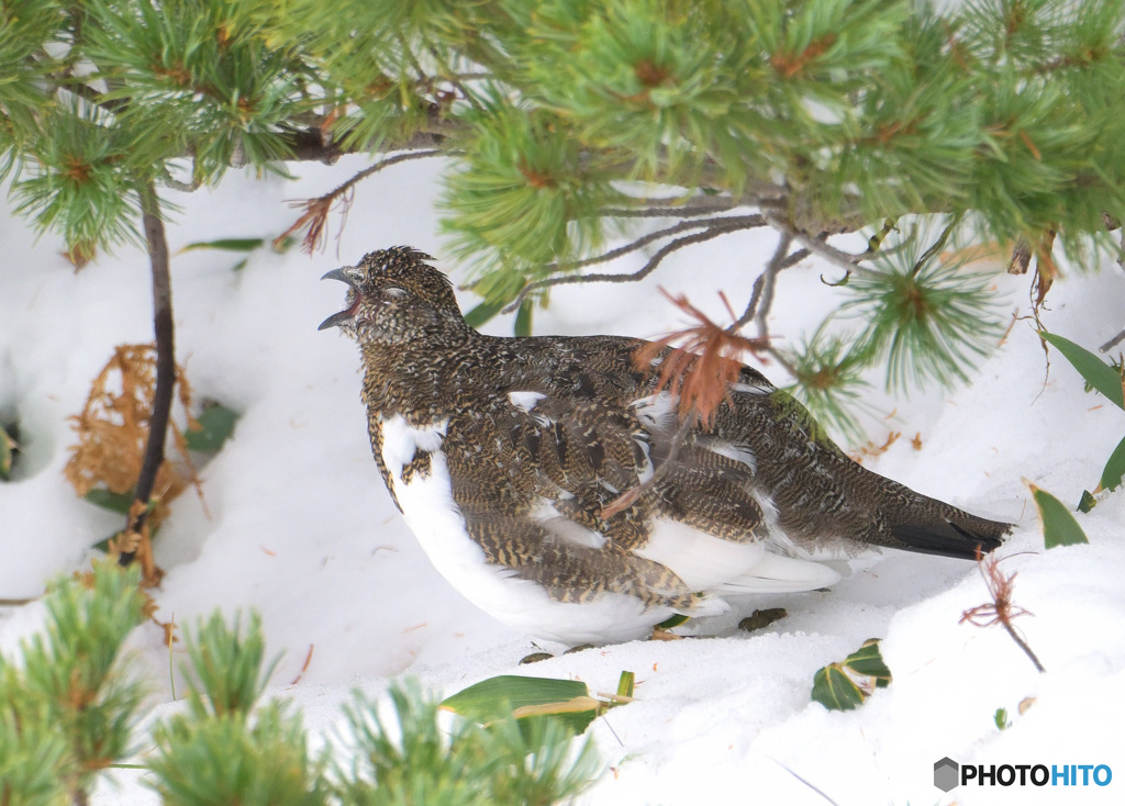 雷鳥の欠伸