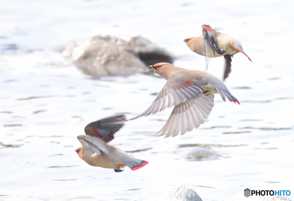 ヒレンジャク2022⑤