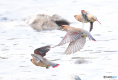 ヒレンジャク2022⑤