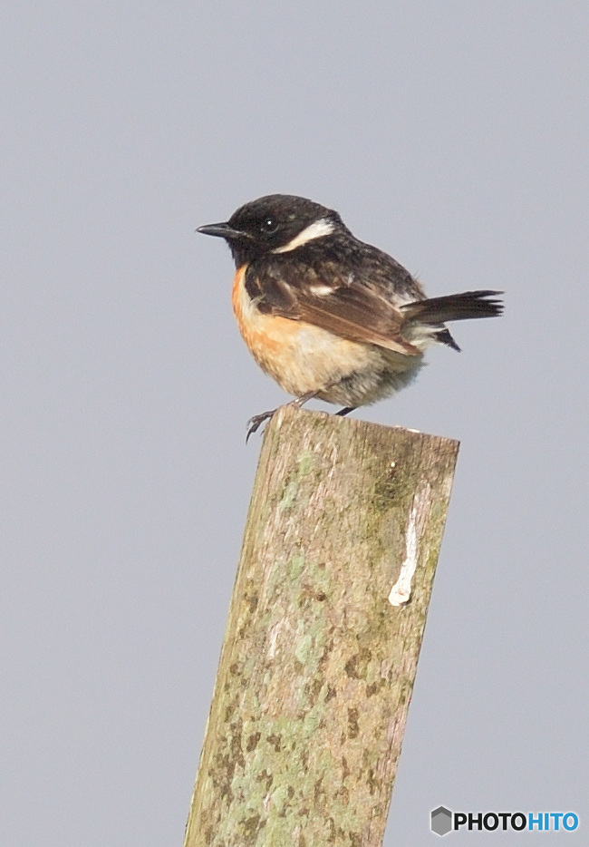 夏のノビタキくん③