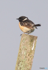 夏のノビタキくん③