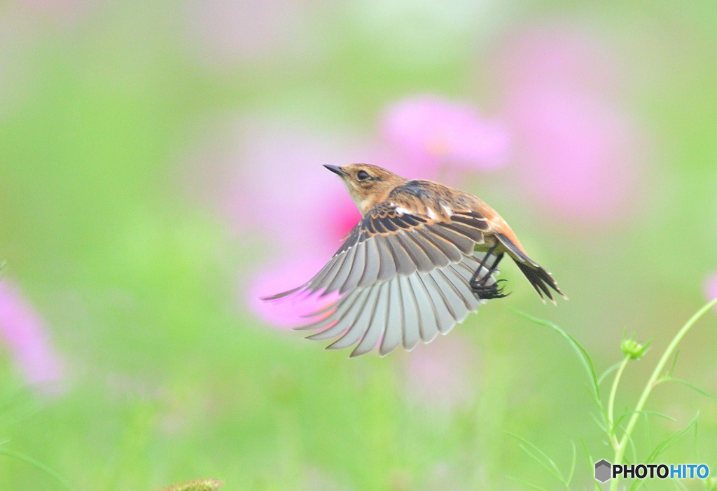 秋桜にノビタキ⑰