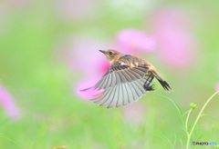 秋桜にノビタキ⑰