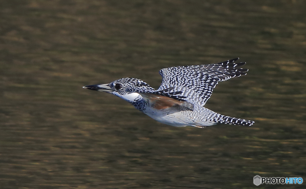 本日のローパス(20161126）