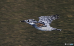 本日のローパス(20161126）