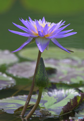 蓮の花