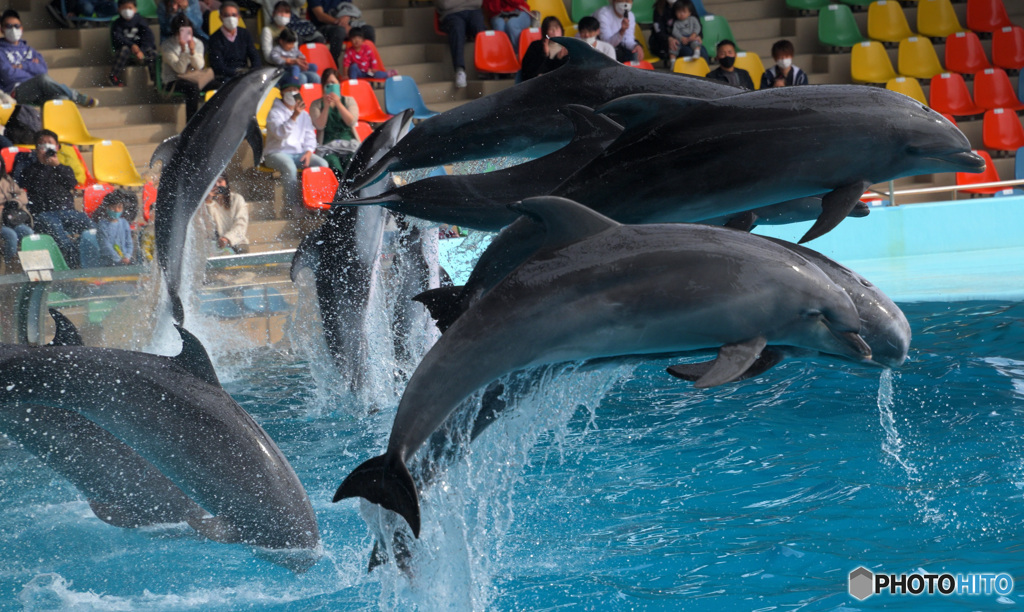 ショーのイルカたち