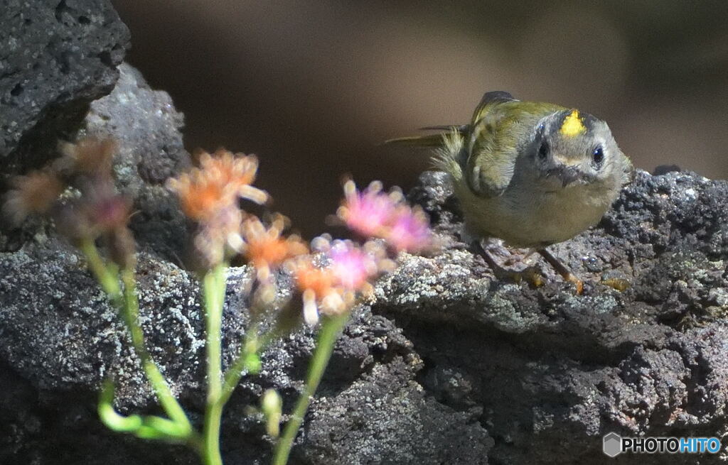 高山植物とキクちゃん
