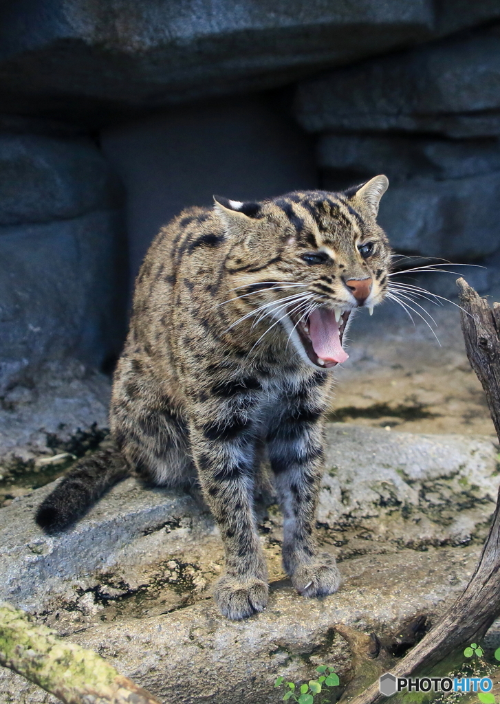 スナドリネコさんの欠伸