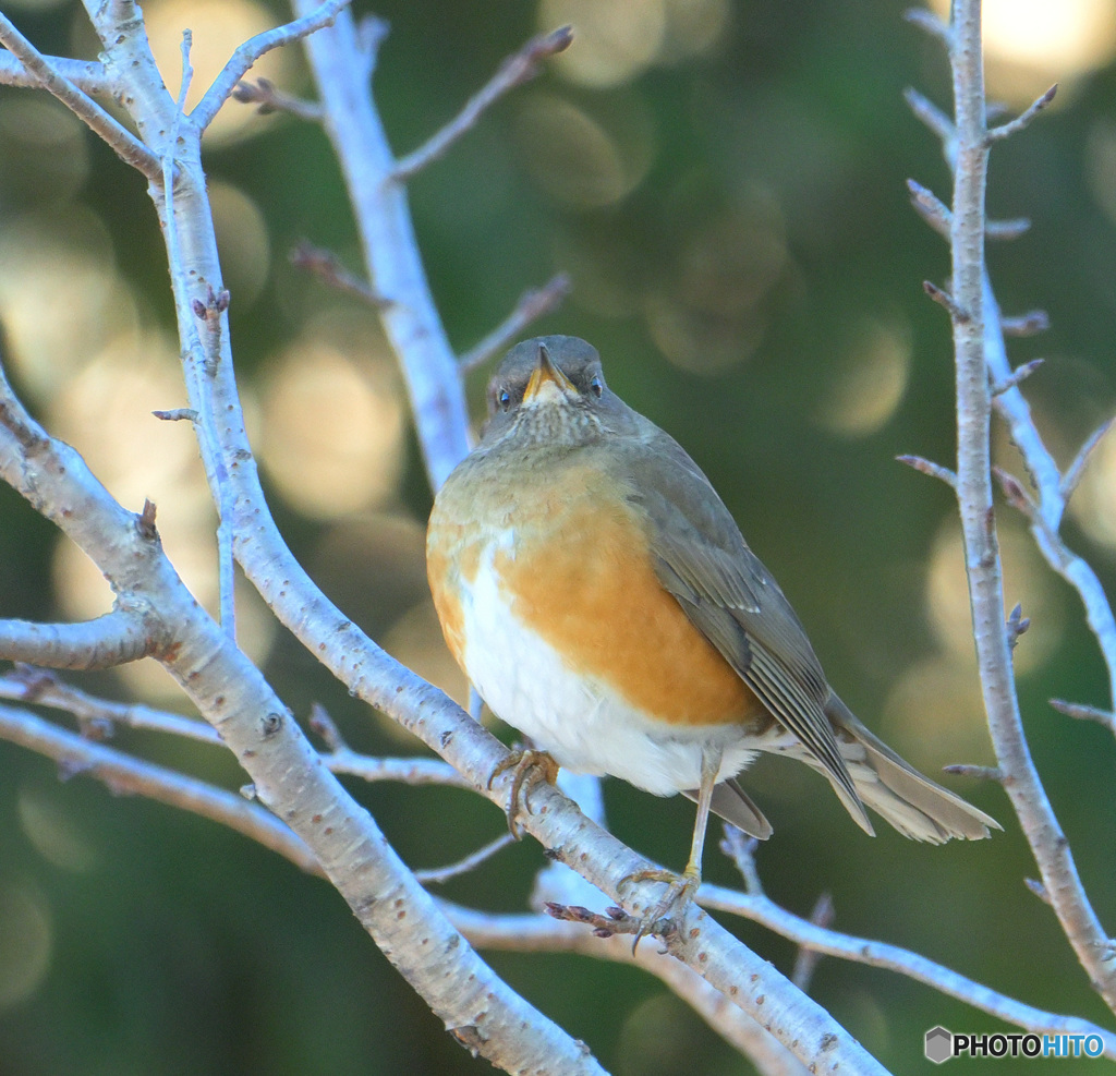 カメラ目線のアカハラさん
