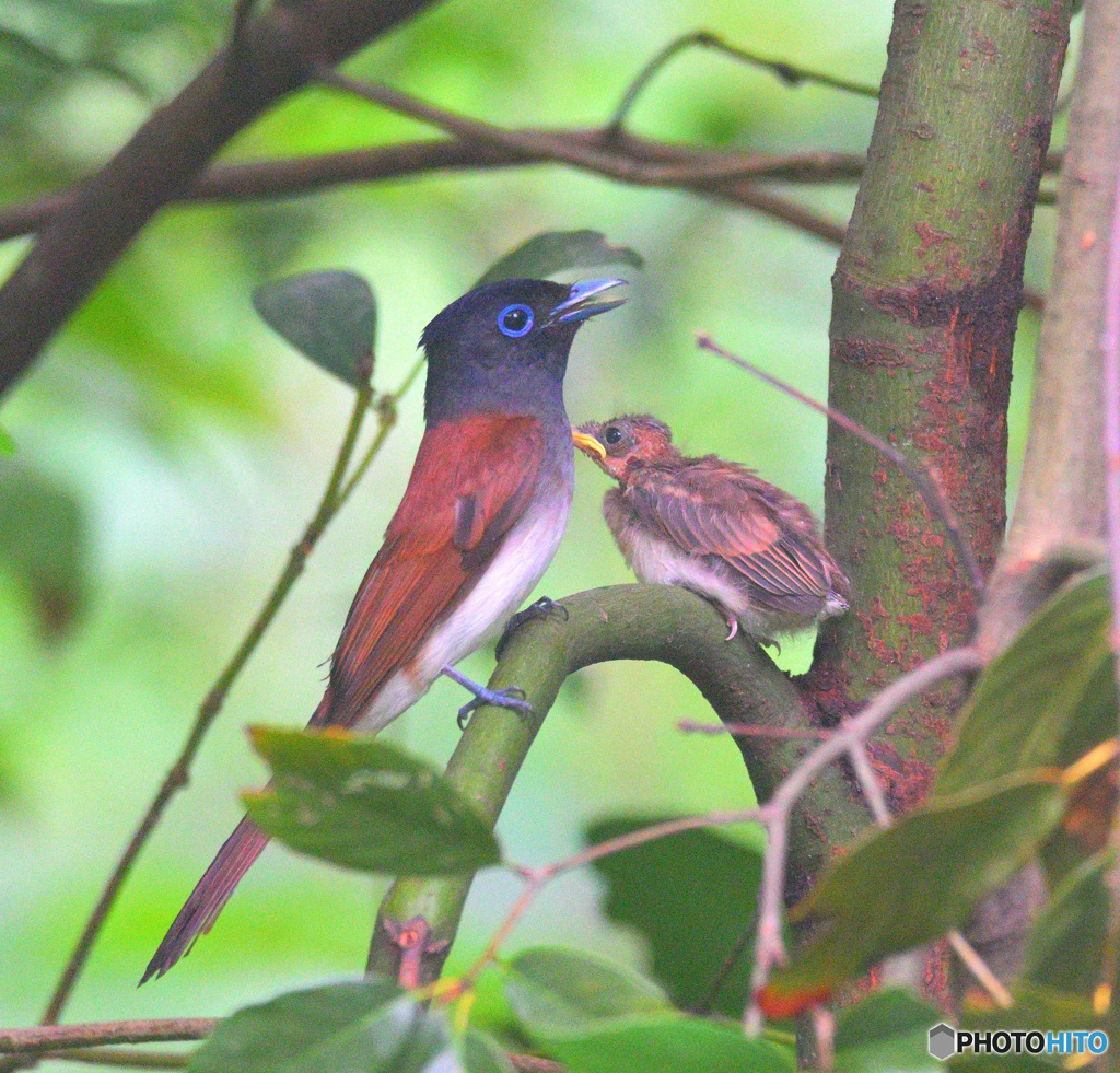 サンコウチョウの巣立ち