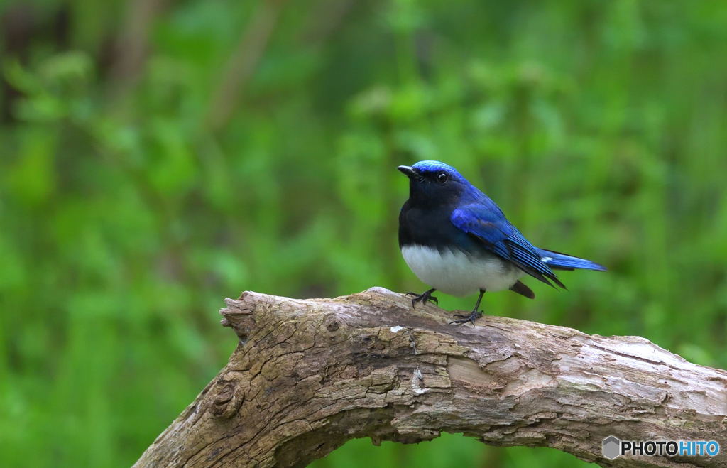 オオルリさんもやって来た