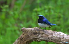 オオルリさんもやって来た
