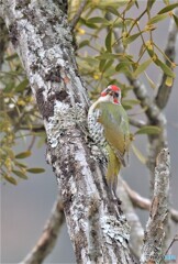 カメラ目線のアオゲラさん