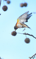福岡のアトリさん④