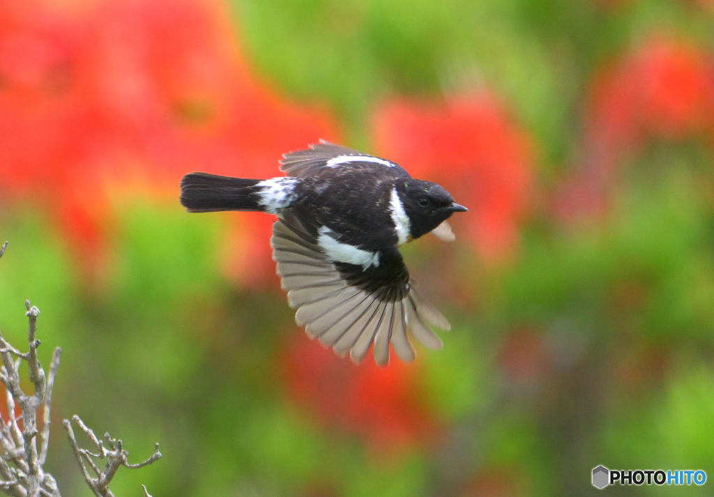 レンゲツツジにノビタキ⑦