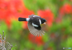 レンゲツツジにノビタキ⑦