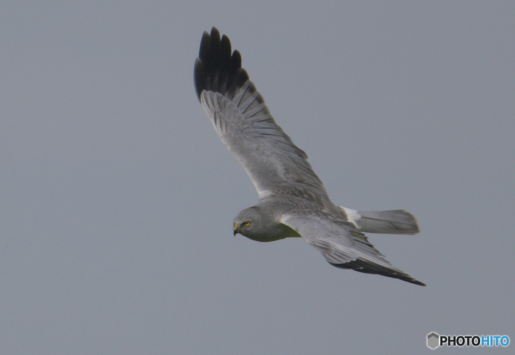 本日のハイイロチュウヒ