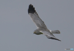 本日のハイイロチュウヒ