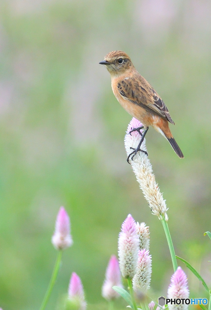 ノゲイトウにノビタキⅣ